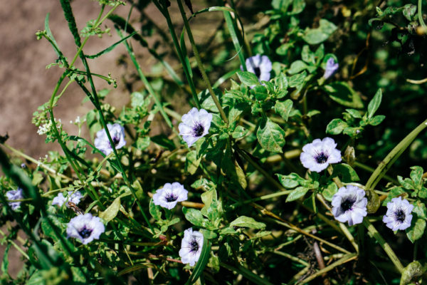 Abundant flowers and plant life at Lomas de Lachay