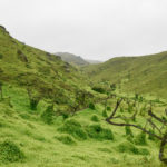 Lush green landscape at Reserva Nacional de Lachay