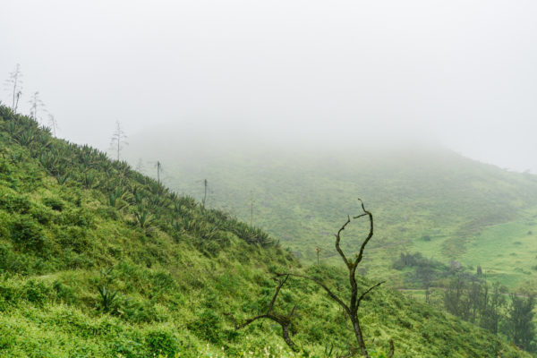 Lomas de Lachay’s misty green landscape during wet season