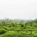 Lomas de Lachay’s green landscape shrouded in mist during wet season