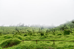 Lomas de Lachay’s green landscape shrouded in mist during wet season